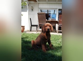 Labrador Retriever Foxred/ Dark Foxred - Therapie-, Assistenz-, Familienhunde