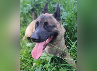 Husky-Malinois-Mix Russel sucht ein neues Zuhause