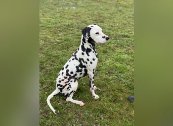 Dius, 3 Jahre, 57cm sucht ihr Körbchen