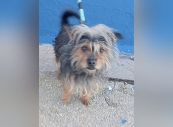 Tobby, sucht mit seiner Freundin Tara ein Zuhause
