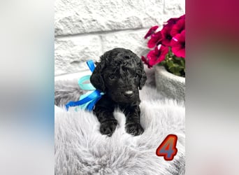 Wunderschöne Cockapoo/Cockerpoo Welpen