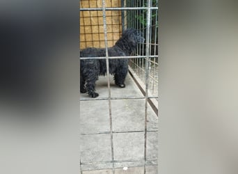 Xena, Puli-Mix, Hündin, geb. ca. 2023, ca. 45 cm