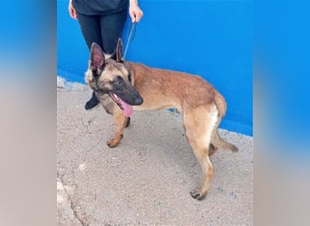 Tintin, traumhafter Malinois Rüde mit bestem Charakter, sehr sozial   Steckbrief Name: Tintin Rasse: