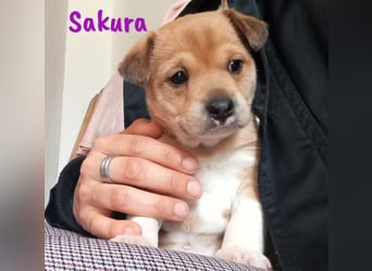 Sakura 01/2025 (ESP Pflegestelle) - neugierige, zuckersüße Ratonero Bodeguero Andaluz Welpin!
