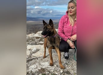 Schäferhund(mix) Freunde aufgepasst – hier kommt unsere Reika
