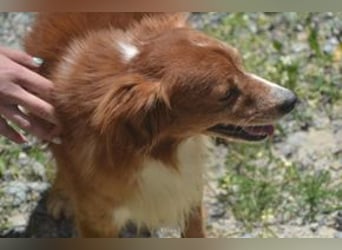 Vagabundo, einer von zwölf zurückgelassenen Hunden sucht ein neues Zuhause