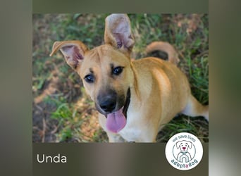 Unda sucht ein Zuhause