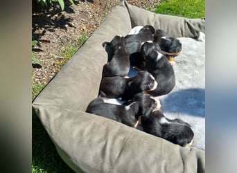 Schweizer Sennenhund Welpen