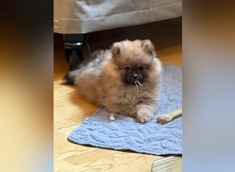Reinrassige Pomeranian (Zwergspitz) Teddy-Hündin ab sofort abzugeben