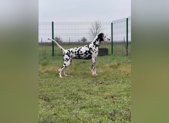 Dius, 3 Jahre, 57cm sucht ihr Körbchen