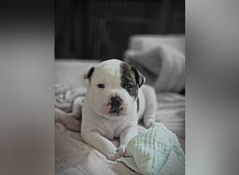 American Bulldog Welpen aus Hybrid/Standard Verpaarung ab Mitte Juni abzugeben, www.cocodin-bulls.de