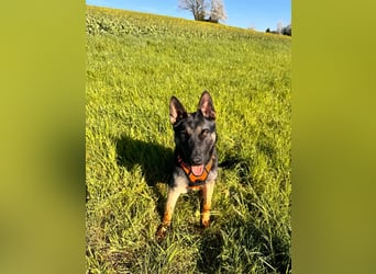 Joshi, geboren 04.06.2024, 54cm sucht neues Zuhause