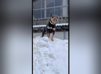 Exotic Bully Bulldog OEB Welpen Bulldogge