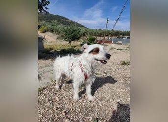 Capitàn, Besitzer ist verstorben