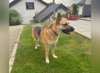 Gipsy wartet in 73460 Hüttlingen auf Besuch