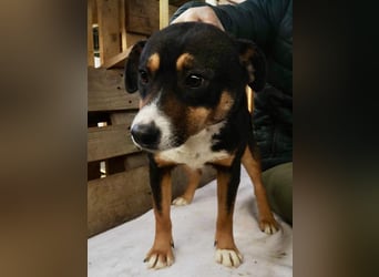 Franjo sucht warmes & liebevolles Zuhause