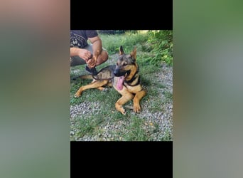 Bonzo sucht sein Zuhause im glück