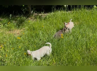 Chihuahua Welpen reinrassig Rüde Mai2025