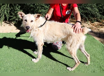 Dobby, Podengo-Mix - freundlich und sozial