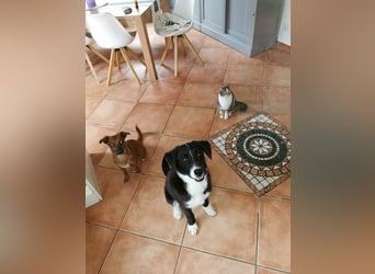 Zephyr sucht ein aktives Zuhause mit Abenteurern