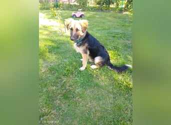 Tobi - aktiver, lebhafter und verspielter Schäferhund-Mix Rüde / Pflegestelle in 33...Paderborn