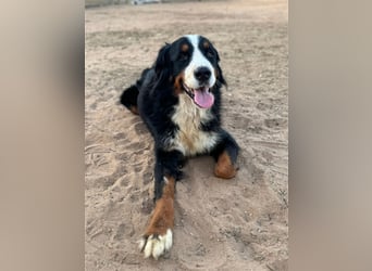 Isis - wunderbares Berner Sennenhund Mädel sucht gutes Zuhause