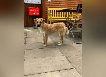 ♥PEPITO♥ neu auf Pflegestelle bei Köln - niedlicher, verspielter, fröhlicher Jungspund 46cm