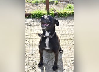 LOLKA - die sportliche, liebe Seniorin sucht eine konsequente Familie ohne Kleintiere