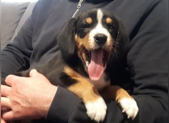 Entlebucher Sennenhund-Welpen "vom Zwergenstübchen" mit Ahnentafel