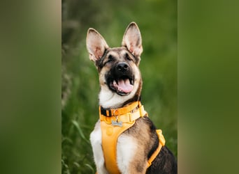 Besondere Deya sucht warmes Körbchen