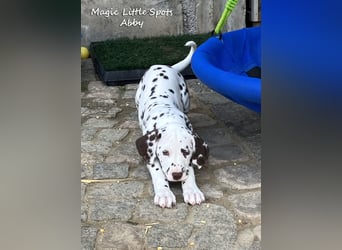 Bezaubernde kleine Dalmatinerdame