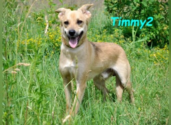 Timmy2 geb. 03/2023 - verspielter, aktiver und fröhlicher junger Rüde!