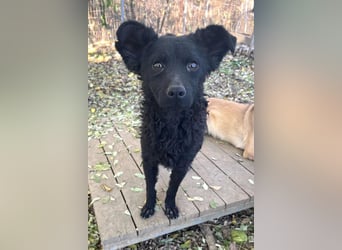 Freundlicher PANCHO ist ein liebevoller und allseits beliebter Traumhund