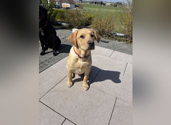 Labrador Welpen