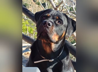 tolle Rottweilerhündin Daisy