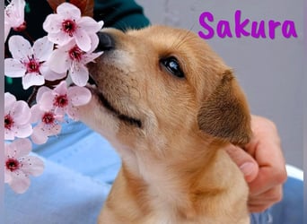 Sakura 01/2025 (ESP Pflegestelle) - neugierige, zuckersüße Ratonero Bodeguero Andaluz Welpin!