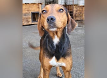 Zoey ❤️ schmusige, liebe, soziale Bracke-Mix-Hündin!