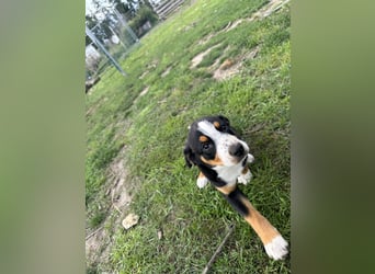 Entlebucher Sennenhundwelpen
