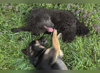 Priska: Für Menschen mit Herz und Hundeverstand