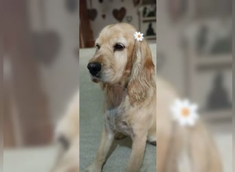 Cockerspaniel Hündin Mella ist der perfekte Familienhund