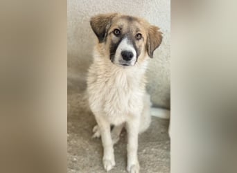 Renfri, geb. ca. 05/2024, lebt in GRIECHENLAND, im städt. Tierheim Serres