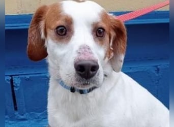 Rocky, möchte endlich aus dem Tierheim raus