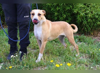 Goma, Labrador-Mix, lieb und sozial