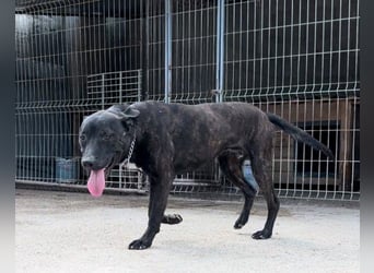 Freundlicher Staff-Mix ♥Dante♥ Vermittlung CH+AT+B+NL
