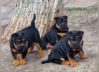 Bullpeiwelpen, Mischling aus englischer Bulldogge und Sharpei/Shar-Pei