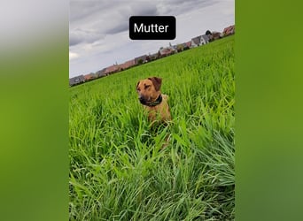 Rhodesian Ridgeback