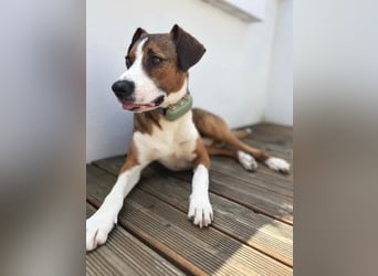 Terry - ein Herz auf 4 Pfoten sucht seine Familie