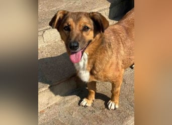 ⭐️MISCHOU⭐️, Hündin, 3,5 Jahre, 30cm, Mischling, Tierschutz