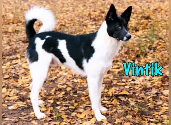 Vintik 08/2021 (RUS) - lebensfroher, intelligenter und sportlicher Rüde!