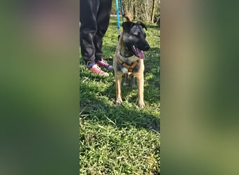 Welpendame BEAUTY, in 71665 Vaihingen auf Pflegestelle, sucht eine Familie!